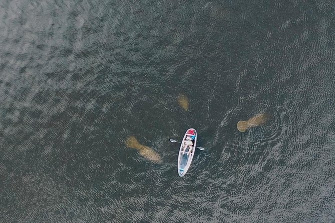 Clear Kayak Tour of Tarpon Springs | Manatee Season - Experience Highlights