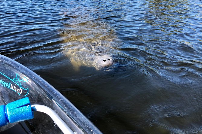 Clear Kayak Tour of Tarpon Springs | Manatee Season - Historical Insights