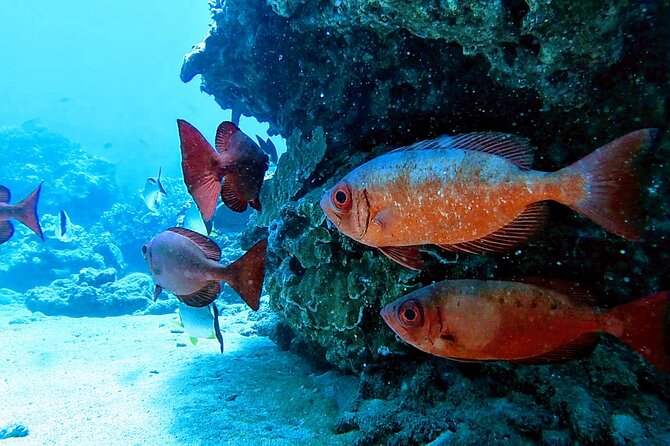 Clear Kayak Tour With Pontoons With Optional Snorkeling, Maui - Safety Measures