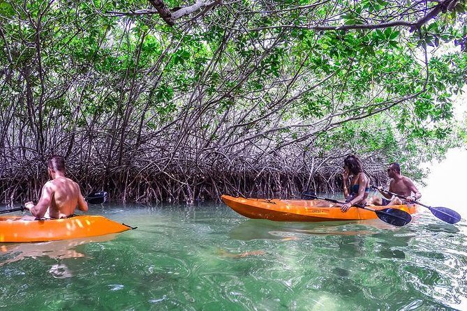 Clearbottom Mangrove Kayak & Snorkel tour - Key Points
