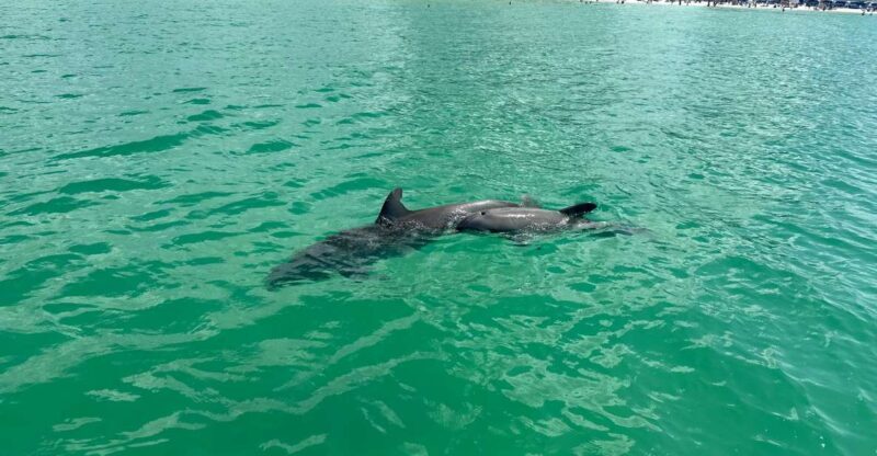 Clearwater Beach: Dolphin & Island Sandbar Cruise - Key Points