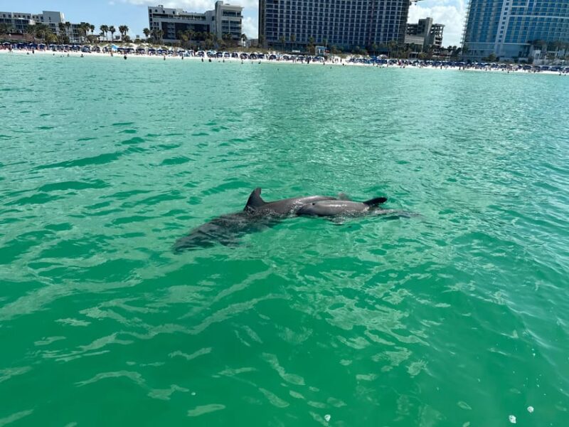 Clearwater Beach: Donuts and Dolphins - Cancellation and Payment Policy