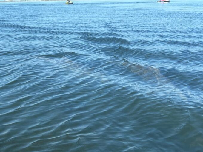 Clearwater: Dolphin Jet Ski Tour - 1 SKI FOR UP TO 3 PEOPLE - Frequently Asked Questions