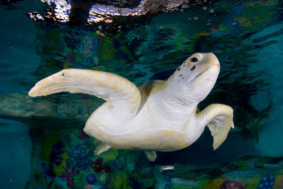 Clearwater: Eco-Certified Marine Aquarium General Admission - Key Points