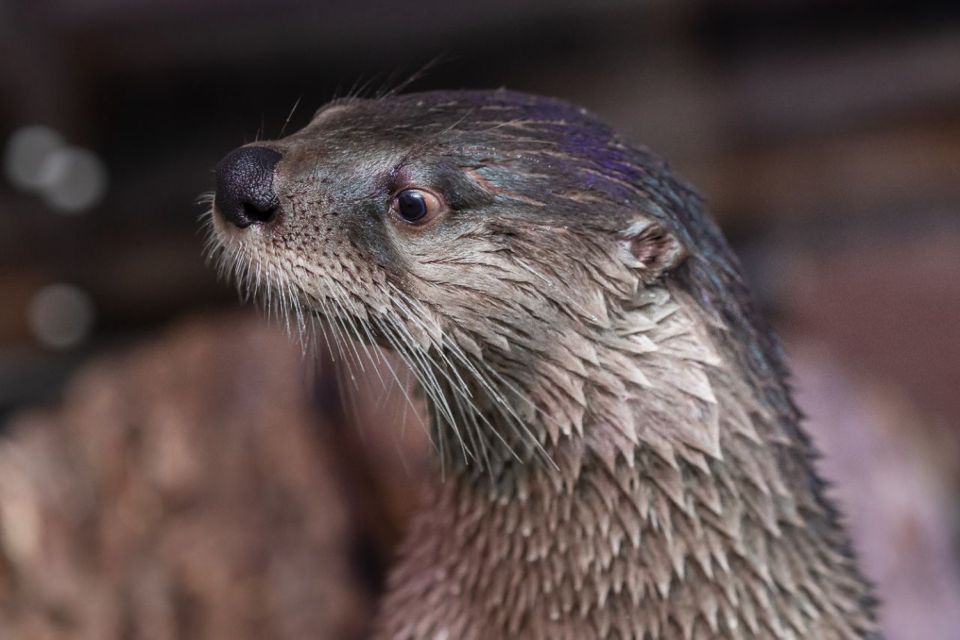 Clearwater: Eco-Certified Marine Aquarium General Admission - Daily Presentations and Programs