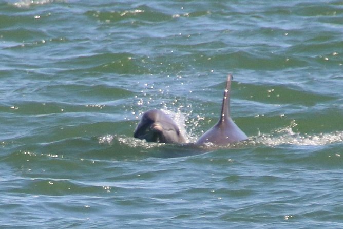Clearwater Encounters With Dolphins Tour - Additional Information