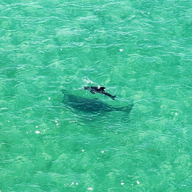 Clearwater: Guided Kayaking Tour - Tour Details