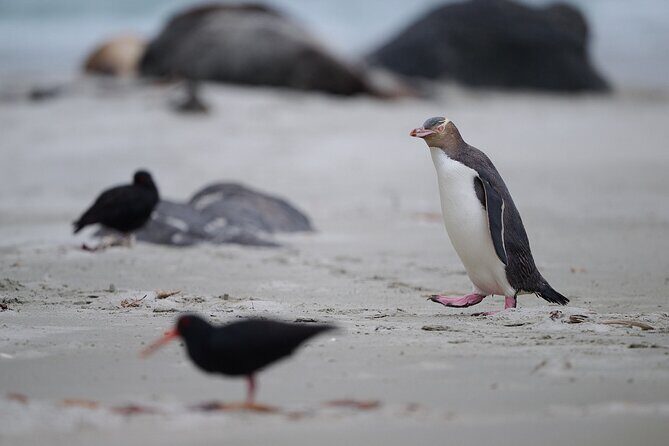 Clearwater Private Penguin & Wildlife Tour from Port Otago (5hrs) - Final Thoughts