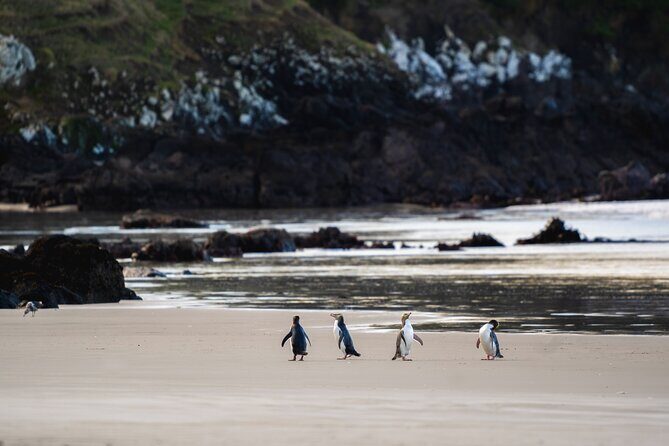 Clearwater Wildlife Tours (small group 10max) Otago Peninsula - Introduction