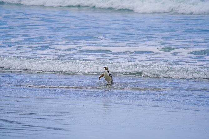 Clearwater Wildlife Tours (small group 10max) Otago Peninsula - Frequently Asked Questions