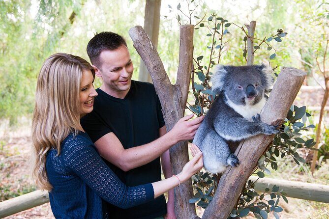 Cleland Wildlife Park Experience - from Adelaide including Mt Lofty Summit - Key Points
