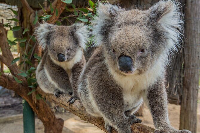 Cleland Wildlife Park Experience - from Adelaide including Mt Lofty Summit - What Travelers Say: Authentic Insights