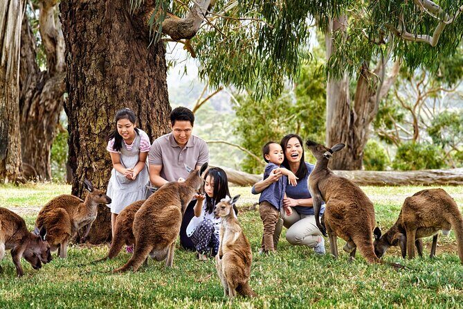 Cleland Wildlife Park Experience - from Adelaide including Mt Lofty Summit - The Sum Up: Who Will Enjoy This Tour?