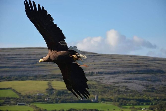 Cliffs of Moher & Burren Tour - 2 Hour Stop at Cliffs of Moher - Booking Information and Capacity