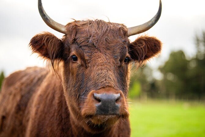 Coach Farm Tour and Milford Sound Nature Cruise from Queenstown - Who Would Love This Tour?