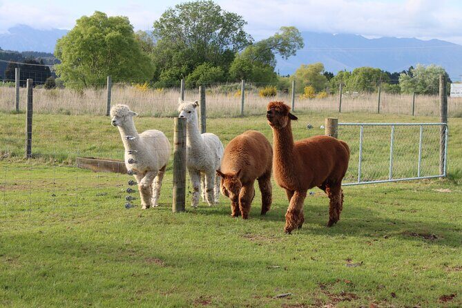 Coach Farm Tour and Milford Sound Nature Cruise from Queenstown - Final Thoughts
