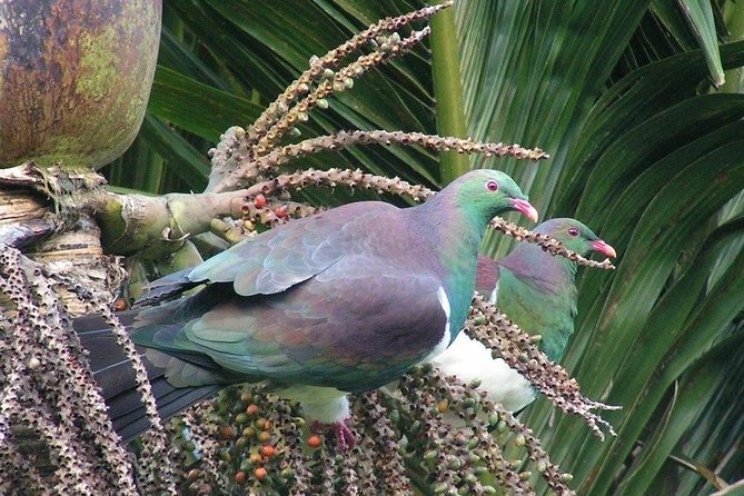 Coast and Rainforest Eco-Tour From Auckland With Lunch - Customer Reviews and Feedback