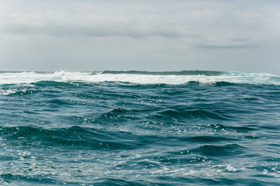 Coastal 2.5-Hour Adventure Boat Tour From Newcastle - Customer Reviews