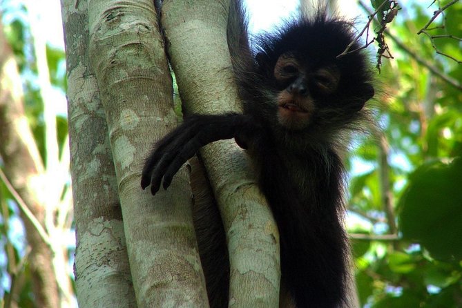 Coba Ruins, Punta Laguna Nature Reserve, Cenote and Mayan Family - What to Bring and Expect