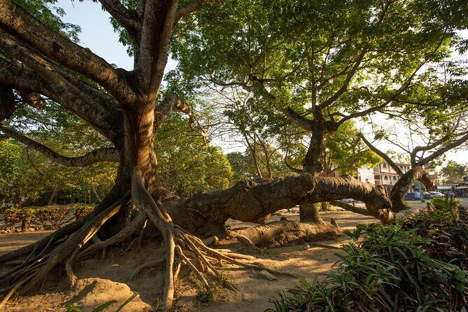 Coba Ruins: Self-Guided Walking Audio Tour in Mexico - FAQ