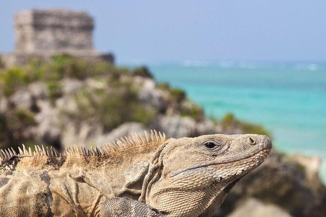 Coba, Tulum & Cenote swim - Exploring the Itinerary in Depth