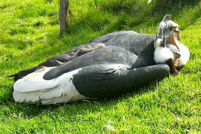 Cochahuasi Animal Sanctuary Admission Ticket - Visitor Experiences