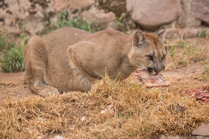 Cochahuasi Animal Sanctuary Admission Ticket - Accessibility Information