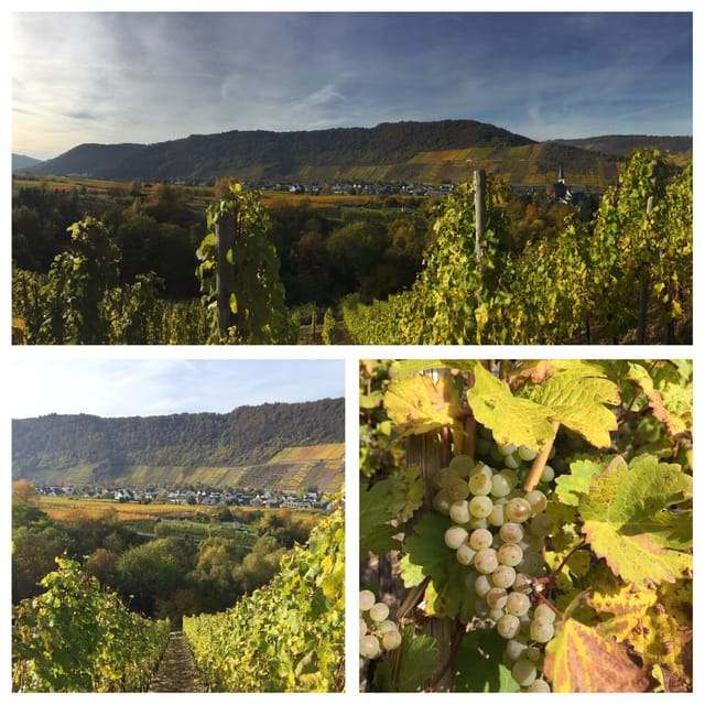 Cochem, Moselle: Wine experience hike with boat - The Sum Up