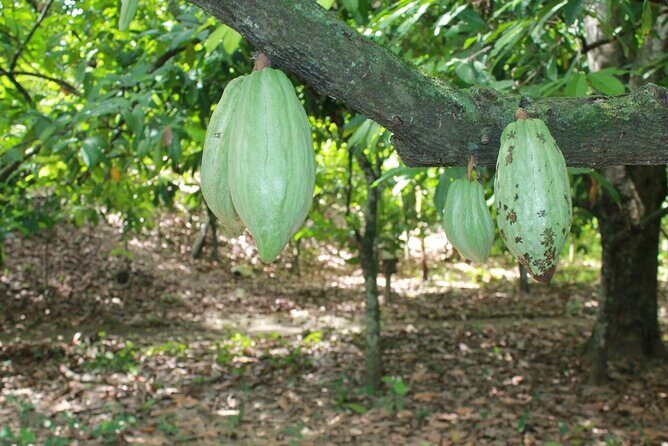 Cocoa & Artisan Chocolate Route with an Historical Tour in Puerto Plata City - Who Should Consider This Tour?