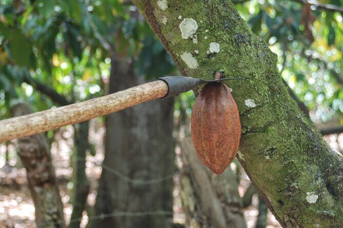 Cocoa & Artisan Chocolate Route with an Historical Tour in Puerto Plata City - The Sum Up