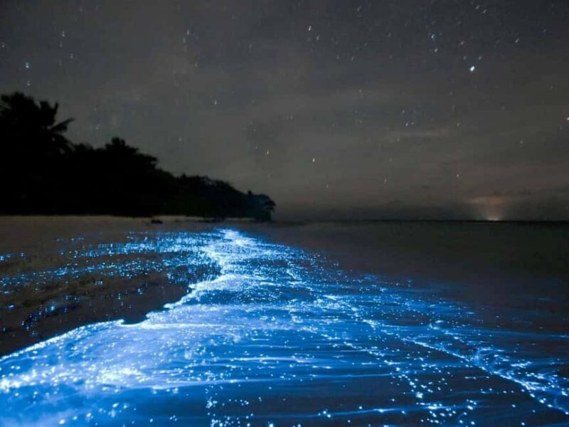 Cocoa Beach: Clear Kayak Bioluminescence Tour - Key Points
