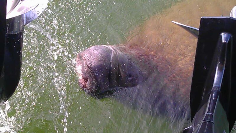 Cocoa Beach Dolphin and Wildlife Tour - An Overview of the Cocoa Beach Dolphin and Wildlife Tour