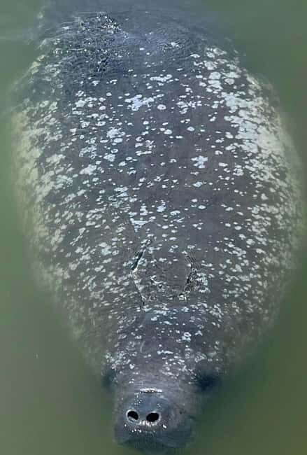 Cocoa Beach Dolphin and Wildlife Tour - A Closer Look at the Details