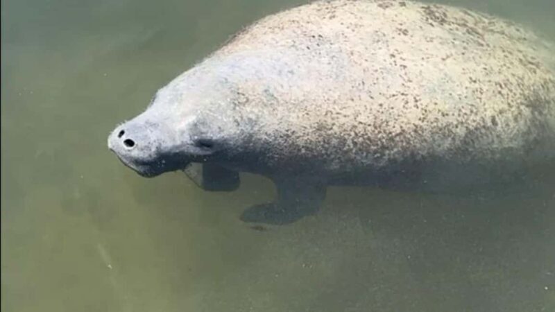 Cocoa Beach: Dolphin & Manatee Pontoon Cruise - FAQ — Practical Questions About the Cruise