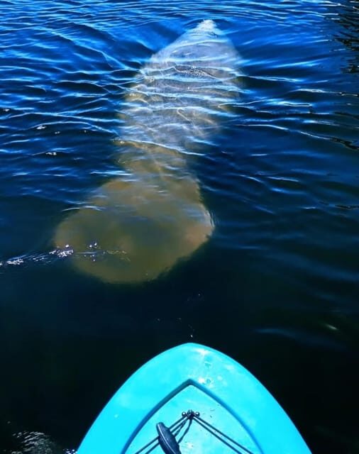 Cocoa Beach/Merritt Island: Guided Dolphin and Manatee Tour - Why the Guides Make a Difference