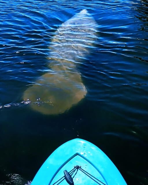 Cocoa Beach/Merritt Island: Guided Dolphin and Manatee Tour - Practical Details and Value