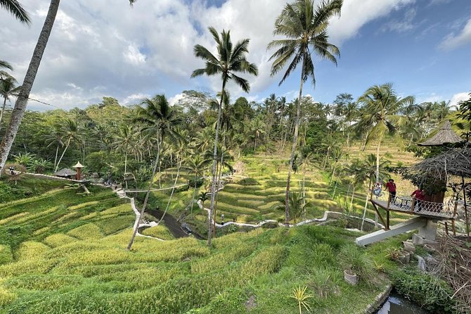 Coconut Wine and Coffee Safary Tour - Accessibility Information