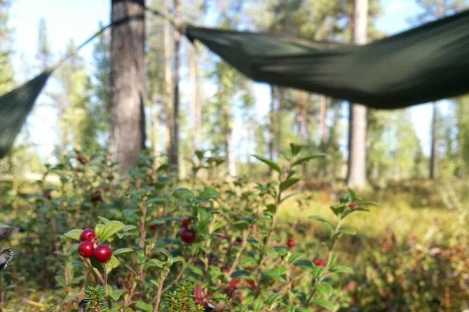 Cocooning in the HaliPuu forest: The ultimate Arctic hammock relaxation - The Reviews Speak Volumes