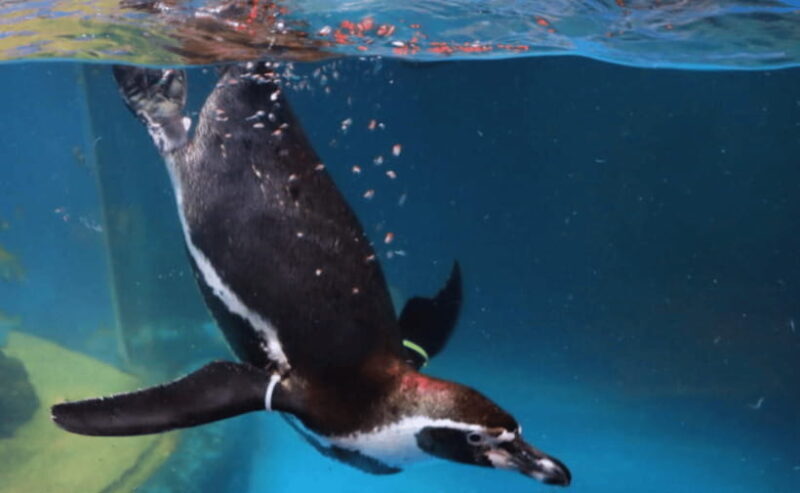 Coex Aquarium Entry Ticket - Key Points