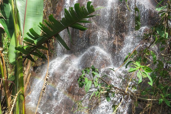 Coffee Culture Tour: a Visit to the Most Beautiful Coffee Farm in the World - Coffee Farm Visit