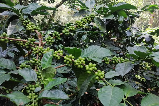 Coffee Farm - Group Tour and Daily Departure - Booking Information