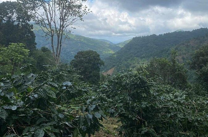 Coffee Farm Tour from Port Antonio - Final Thoughts