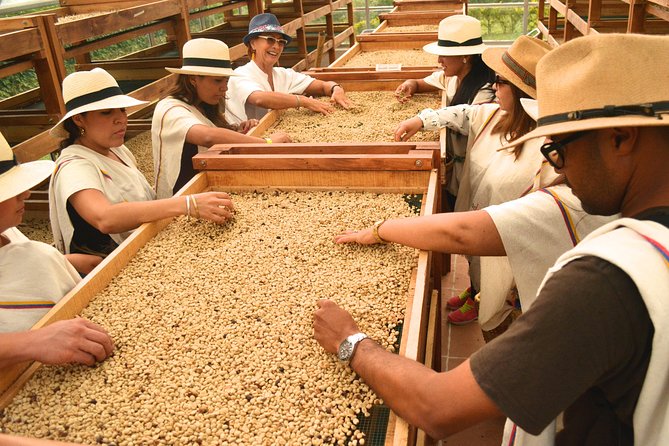 Coffee Tour at the Coffee Farm - Tour Features and Inclusions