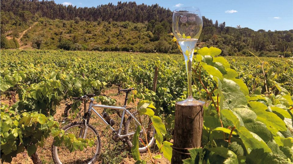 Coimbra: Prior Lucas Winery and Vineyard Visit With Tastings - Booking and Availability