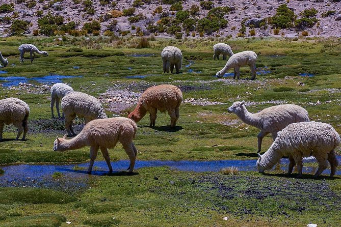Colca Canyon 2 Days 1 Night, Spectacular - Transportation and Guide Services