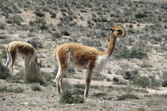 Colca Canyon Sightseeing Tour 2-Day 1-Night - Pickup and Schedule Information