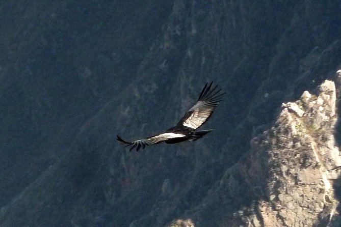 Colca Canyon Tour 2 Days - Exploring Pampa Caaahuas Natural Reserve