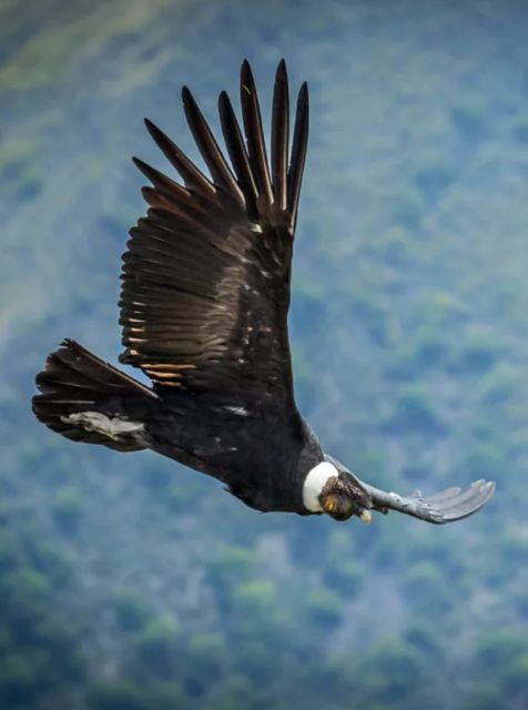 Colca Canyon Trekking 2 Days - Itinerary Highlights
