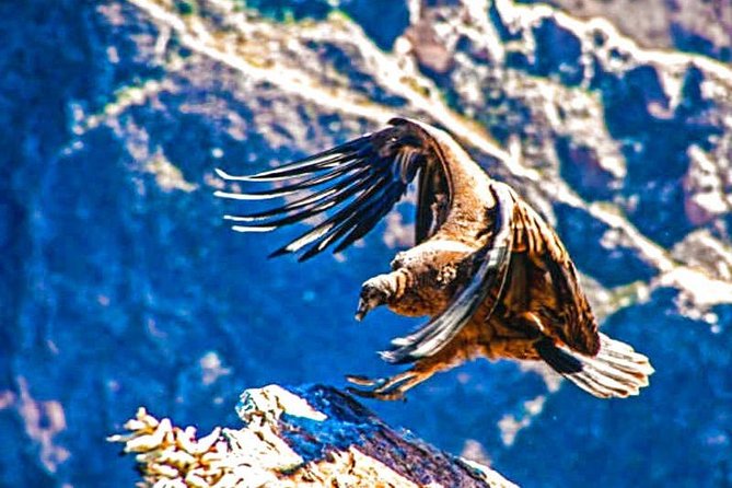 Colca Full Day - Preparing for the Day Trip