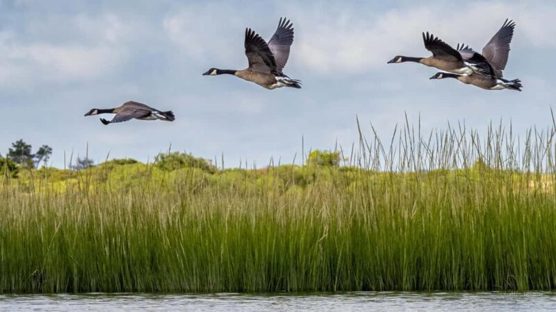Cold Spring Harbor: Guided Kayak Tour with Instruction - Key Points